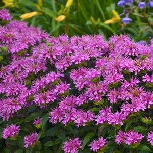 Monarda didyma 'Sugar Buzz Lilac Lollipop' Bee Balm from Moose Crossing Garden Center