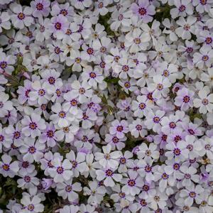 Phlox subulata 'North Hill' Creeping Phlox from Moose Crossing Garden Center