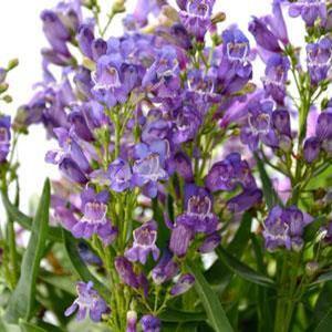 Penstemon hybrid 'Rock Candy Blue' Beardtongue from Moose Crossing Garden Center
