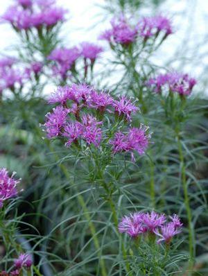 Vernonia lettermannii 'Iron Butterfly' Narrow-leaf Ironweed from Moose Crossing Garden Center