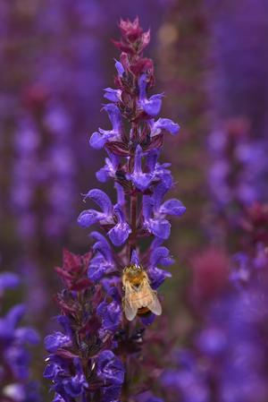 Salvia nemorosa 'Salvatore Blue' Meadow Sage from Moose Crossing Garden Center