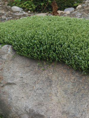 Herniaria glabra 'Green Carpet' Rupturewort from Moose Crossing Garden Center