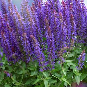 Salvia nemorosa 'Sensation Compact Blue' Meadow Sage from Moose Crossing Garden Center