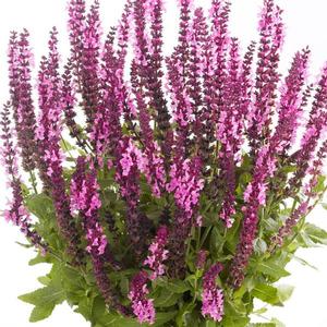Salvia nemorosa 'Sensation Medium Deep Rose' Meadow Sage from Moose Crossing Garden Center