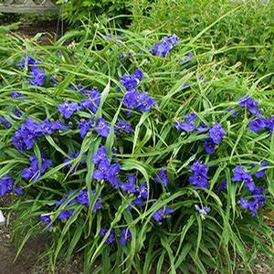 Tradescantia andersoniana 'Zwanenburg Blue' Spiderwort from Moose Crossing Garden Center