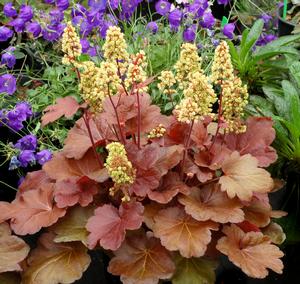 Heuchera hybrid 'Blondie' Coral Bells from Moose Crossing Garden Center