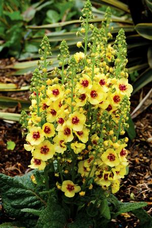 Verbascum hybrid 'Dark Eyes' Mullein from Moose Crossing Garden Center
