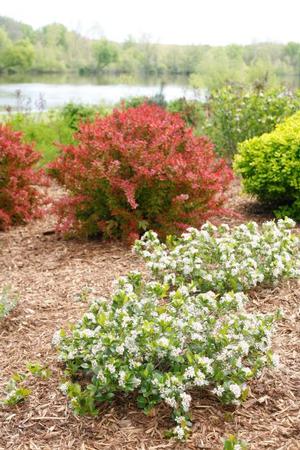 Aronia melanocarpa 'Low Scape Mound' Chokeberry from Moose Crossing Garden Center