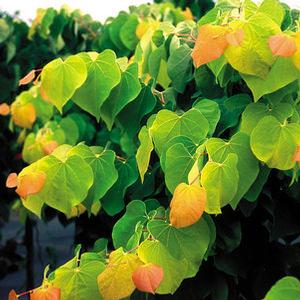 Cercis canadensis 'Rising Sun' Eastern Red bud from Moose Crossing Garden Center