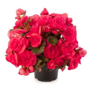 Begonia hybrid 'Solenia Dark Pink' Eliator Begonia from Moose Crossing Garden Center