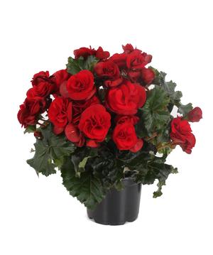 Begonia hybrid 'Solenia Velvet Red' Eliator Begonia from Moose Crossing Garden Center