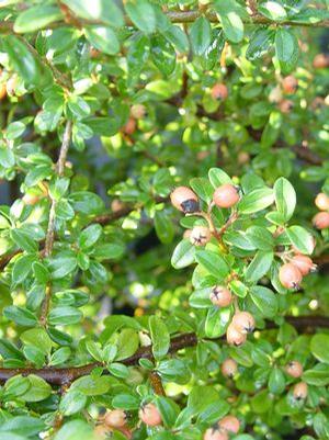 Cotoneaster dammeri 'Coral Beauty' Cotoneaster from Moose Crossing Garden Center