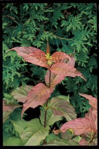 Diervilla lonicera 'Copper' Low Bush Honeysuckle from Moose Crossing Garden Center
