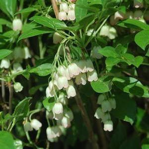 Enkianthus campanulatus 'Red Vein Enkianthus' Enkianthus from Moose Crossing Garden Center