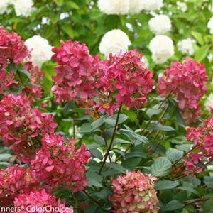 Hydrangea paniculata 'Fire Light Tree Form' Tree Hydrangea from Moose Crossing Garden Center
