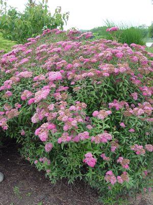 Spiraea bumalda 'Neon Flash' Spiraea from Moose Crossing Garden Center