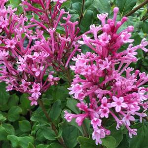 Syringa x. 'Bloomerang Dwarf Pink' Reblooming lilac from Moose Crossing Garden Center