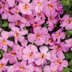 Sutera cordata 'Snowstorm Rose' Bacopa from Moose Crossing Garden Center