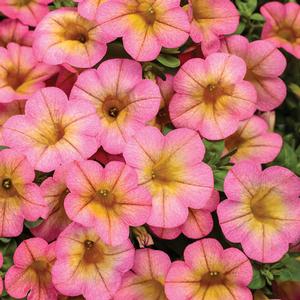Calibrachoa hybrid 'Honeyberry' Superbells from Moose Crossing Garden Center