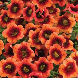 Calibrachoa hybrid 'Tangerine Punch' Superbells from Moose Crossing Garden Center