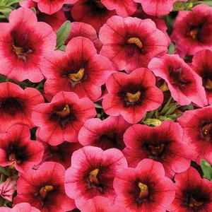 Calibrachoa hybrid 'Watermelon Punch' Superbells from Moose Crossing Garden Center
