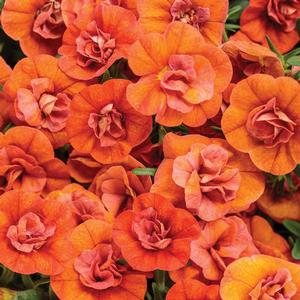 Calibrachoa hybrid 'Double Orange' Superbells from Moose Crossing Garden Center