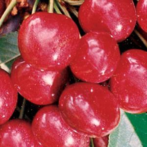 Prunus avium 'Sweetheart' Semi-dwarf Sweet Cherry from Moose Crossing Garden Center
