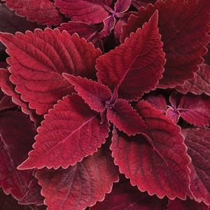 Coleus 'Colorblaze Rediculous' Coleus from Moose Crossing Garden Center