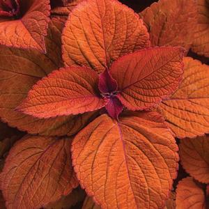 Coleus 'Colorblaze Sedona Sunset' Coleus from Moose Crossing Garden Center