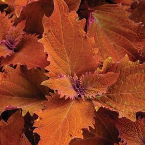 Coleus 'Colorblaze Wicked Hot' Coleus from Moose Crossing Garden Center
