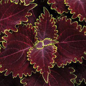 Coleus 'Colorblaze Wicked Witch' Coleus from Moose Crossing Garden Center