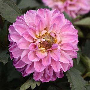 Dahlia hybrid 'City Lights Lavender Pink' Dahlia from Moose Crossing Garden Center