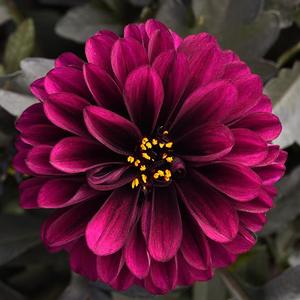 Dahlia hybrid 'City Lights Purple' Dahlia from Moose Crossing Garden Center