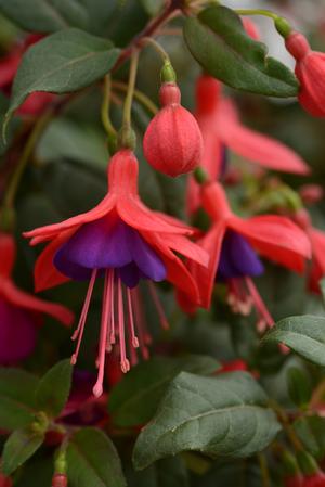 Fuchsia hybrid 'Bellinto Compact Red and Violet' Upright Fuchsia from Moose Crossing Garden Center