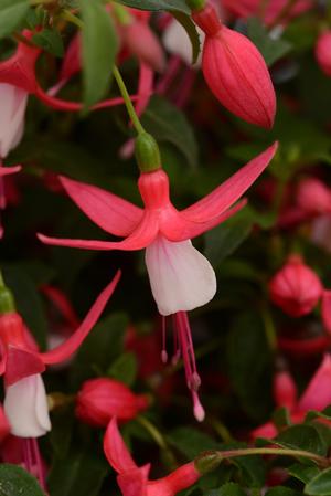 Fuchsia hybrid 'Bellinto Compact Red and White' Upright Fuchsia from Moose Crossing Garden Center