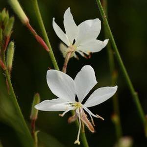 Gaura lindheimeri 'Belleza White' Wand flower from Moose Crossing Garden Center