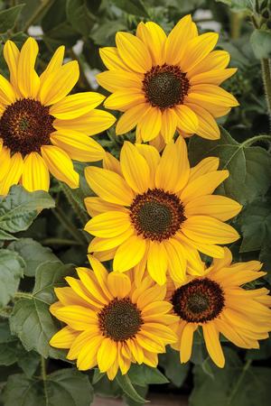 Helianthus hybrid 'Suncredible' Sunflower from Moose Crossing Garden Center