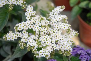 Heliotropium arborescens 'Marino White' Heliotrope from Moose Crossing Garden Center