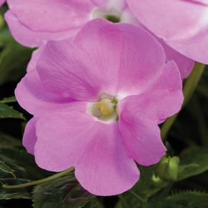 Impatiens hawkeri 'Sonic Light Lavender' New Guinea Impatiens from Moose Crossing Garden Center