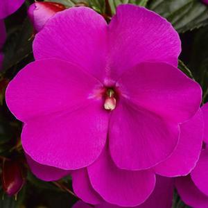 Impatiens hawkeri 'Sonic Lilac' New Guinea Impatiens from Moose Crossing Garden Center