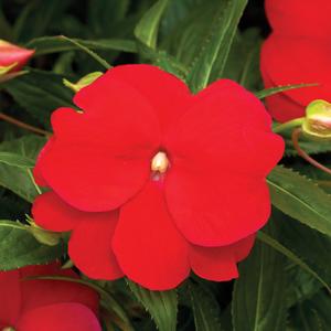 Impatiens hawkeri 'Sonic Red' New Guinea Impatiens from Moose Crossing Garden Center