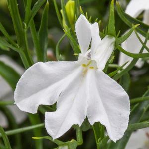 Lobelia erinus 'Techno White Improved' Lobelia from Moose Crossing Garden Center
