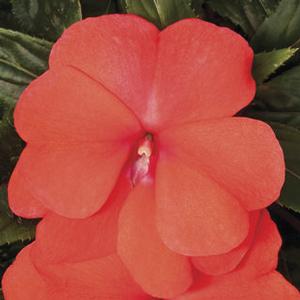 Impatiens hawkeri 'Sonic Deep Salmon' New Guinea Impatiens from Moose Crossing Garden Center
