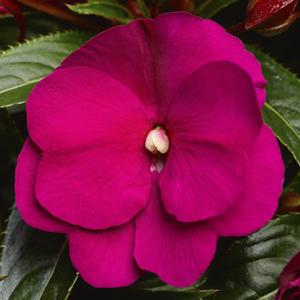 Impatiens hawkeri 'Sonic Deep Purple' New Guinea Impatiens from Moose Crossing Garden Center