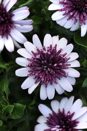 Osteospermum hybrid '4D Berry White' African Daisy from Moose Crossing Garden Center