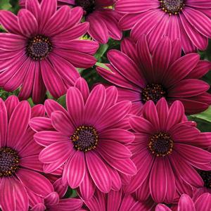 Osteospermum hybrid 'Bright Lights Purple' African Daisy from Moose Crossing Garden Center