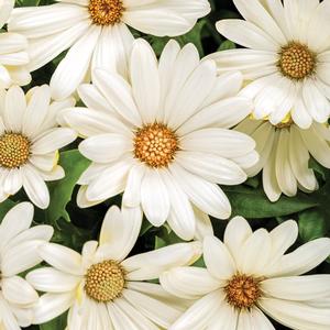 Osteospermum hybrid 'Bright Lights White' African Daisy from Moose Crossing Garden Center
