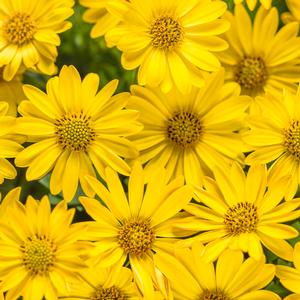 Osteospermum hybrid 'Bright Lights Yellow' African Daisy from Moose Crossing Garden Center