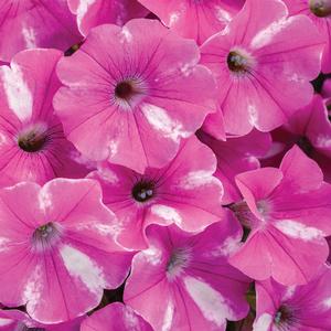Petunia hybrid 'Supertunia Raspberry Rush' Petunia from Moose Crossing Garden Center