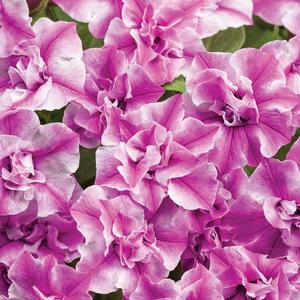 Petunia hybrid 'Supertunia Sharon' Petunia from Moose Crossing Garden Center